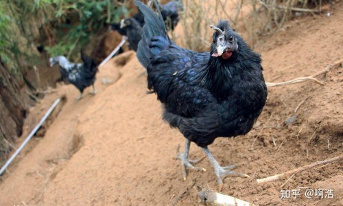 胰腺炎早期肠内营养-胰腺炎肠内营养粉网 - 网站提供胰腺炎补营养液会疼吗为什么小常识、胰腺炎恢复期可以喝肠内营养粉吗